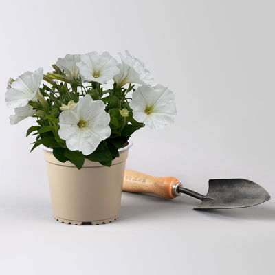 Petunie weiß, hängend, Topf-Ø 13 cm, 6 Pflanzen