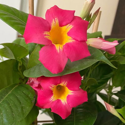 Dipladenie 'Quartz', rosa mit gelb, Spalier, Topf-Ø 17 cm, Höhe ca. 45 cm