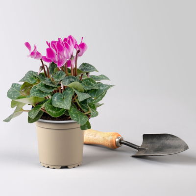 Alpenveilchen 'Outland', Farben zufällig, Topf-Ø 10,5/11 cm, 6 Pflanzen