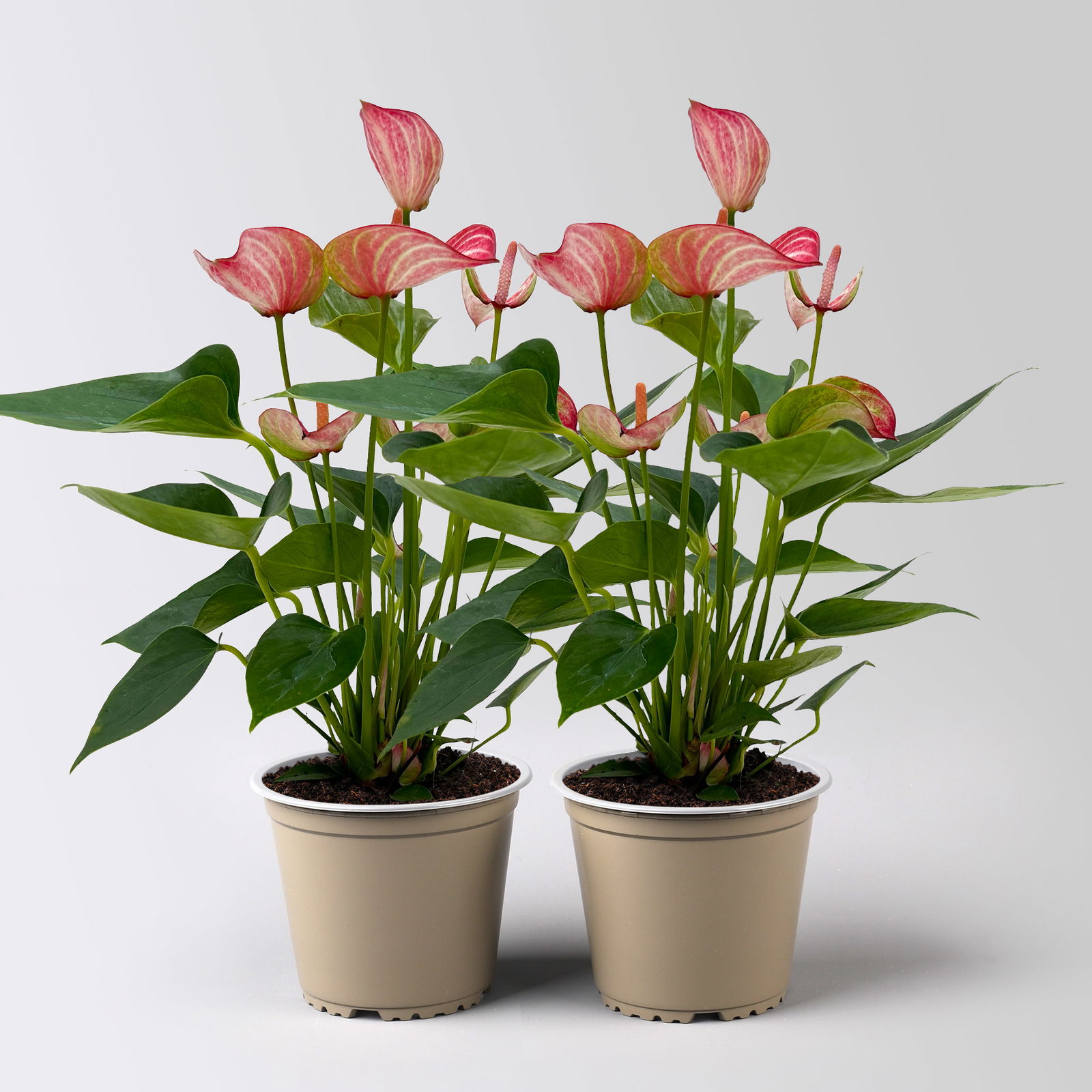 Flamingoblume 'Livium Red', rot-weiß,  Topf-Ø 12 cm, Höhe ca. 40 cm, 2 Pflanzen