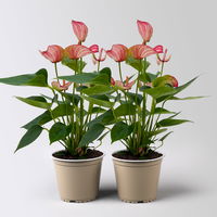 Flamingoblume 'Livium Red', rot-weiß,  Topf-Ø 12 cm, Höhe ca. 40 cm, 2 Pflanzen