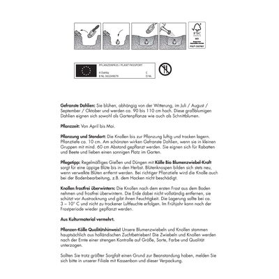 Kölles Beste Dahlie 'Tsuki-Yori-No-Shisha', weiß, 3 Blumenknollen Kölles Beste Dahlie 'Tsuki-Yori-No-Shisha', weiß, 3 Blumenknollen