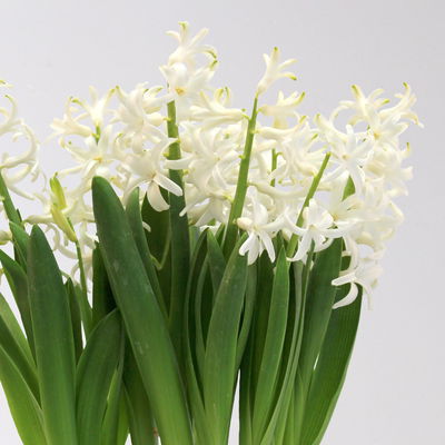 Hyazinthe, weiß, vorgetrieben, mehrblütig, Topf-Ø 14 cm, 3 Pflanzen