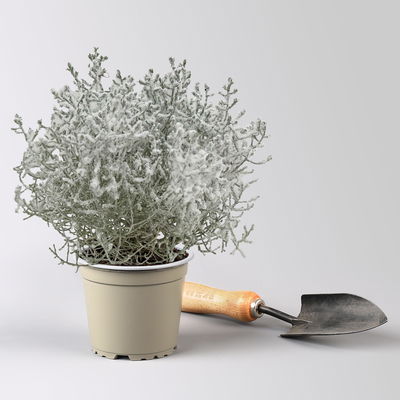 Calocephalus, winterweiß, silber geglittert, Topf-Ø 12 cm, 6 Pflanzen Calocephalus, winterweiß, silber geglittert, Topf-Ø 12 cm, 6 Pflanzen