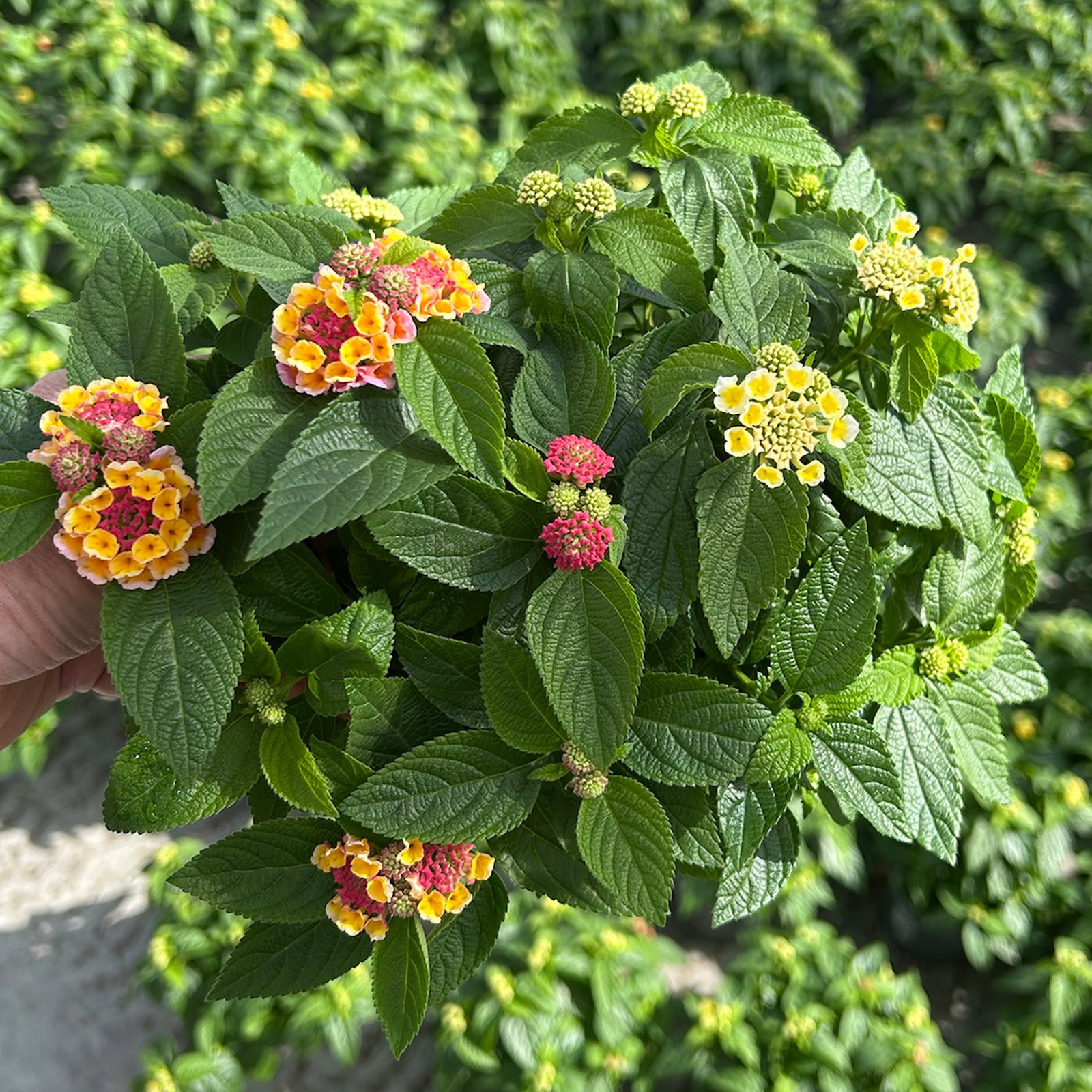 Wandelröschen, mehrfarbig, Farben zufällig, Topf-Ø 12 cm, 6 Pflanzen