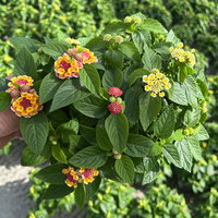 Wandelröschen, mehrfarbig, Farben zufällig, Topf-Ø 12 cm, 6 Pflanzen