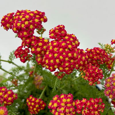 Kölles Beste Garten-Schafgarbe 'Paprika' rot, 19 cm Topf
