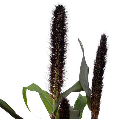 Pennisetum glaucum 'Purple Baron', lila, Topf 17 cm Ø, Höhe ca. 70 cm