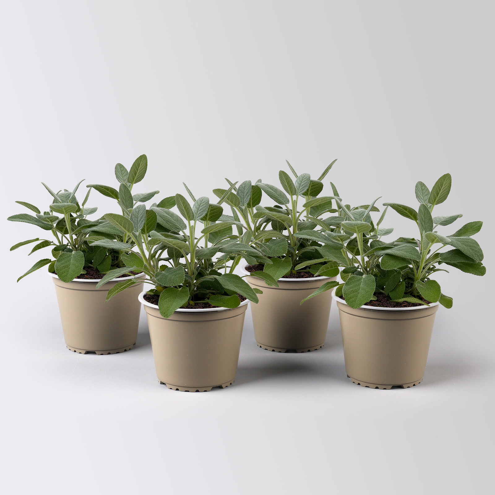 Sunny Herbs® Salbei großblättrig, Topf-Ø 14cm, 4 Pflanzen
