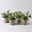 Sunny Herbs® Salbei großblättrig, Topf-Ø 14cm, 4 Pflanzen