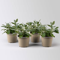 Sunny Herbs® Salbei großblättrig, Topf-Ø 14cm, 4 Pflanzen