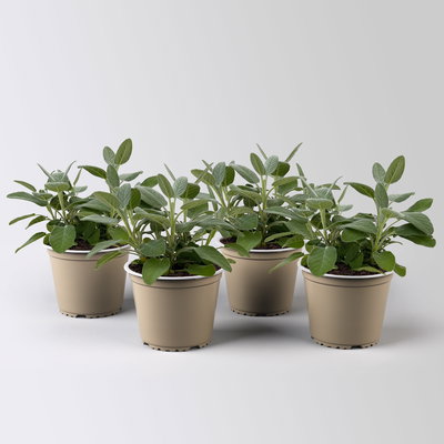 Sunny Herbs® Salbei großblättrig, Topf-Ø 14cm, 4 Pflanzen