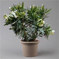 Oleander weiß, Busch, Topf-Ø 22 cm, Höhe ca. 60 cm