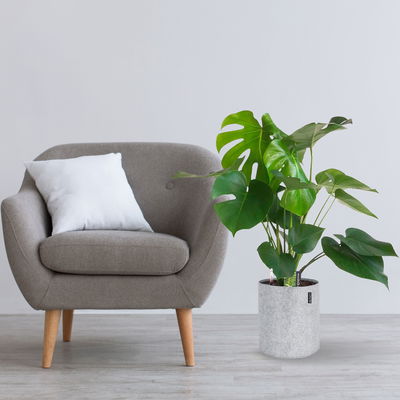 Monstera deliciosa, Busch, Topf-Ø 19 cm, Höhe ca. 80 cm Monstera deliciosa, Busch, Topf-Ø 19 cm, Höhe ca. 80 cm