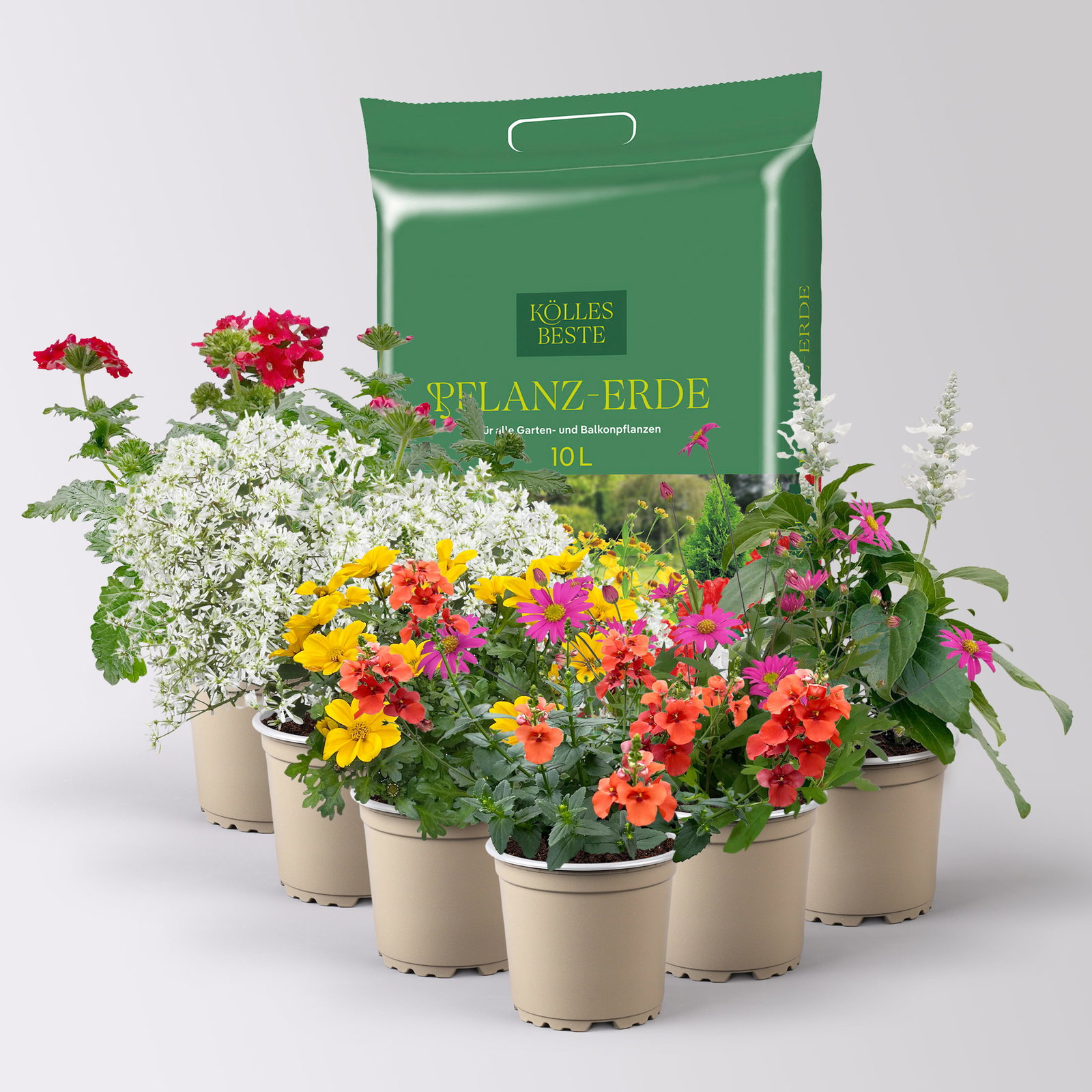 Pflanzenkreation 'Insektenbuffet', bunt, 6 Pflanzen inkl. Erde