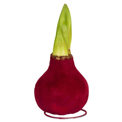 Amaryllis in Wachs XL, Dekor 'Velvet Bordeaux', Blüte rot Amaryllis in Wachs XL, Dekor 'Velvet Bordeaux', Blüte rot