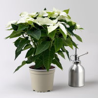 Bio Herbststern 'Princettia'®, rosa, pink & weiß, Topf-Ø 12 cm, 3 Pflanzen Bio Herbststern 'Princettia'®, rosa, pink & weiß, Topf-Ø 12 cm, 3 Pflanzen