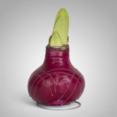 Amaryllis in Wachs XL, Dekor 'Rot-Violett gestreift', Blüte rot Amaryllis in Wachs XL, Dekor 'Rot-Violett gestreift', Blüte rot