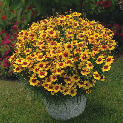 Mädchenauge 'Pineapple Pie', rotgelb, Topf 19 cm Mädchenauge 'Pineapple Pie', rotgelb, Topf 19 cm