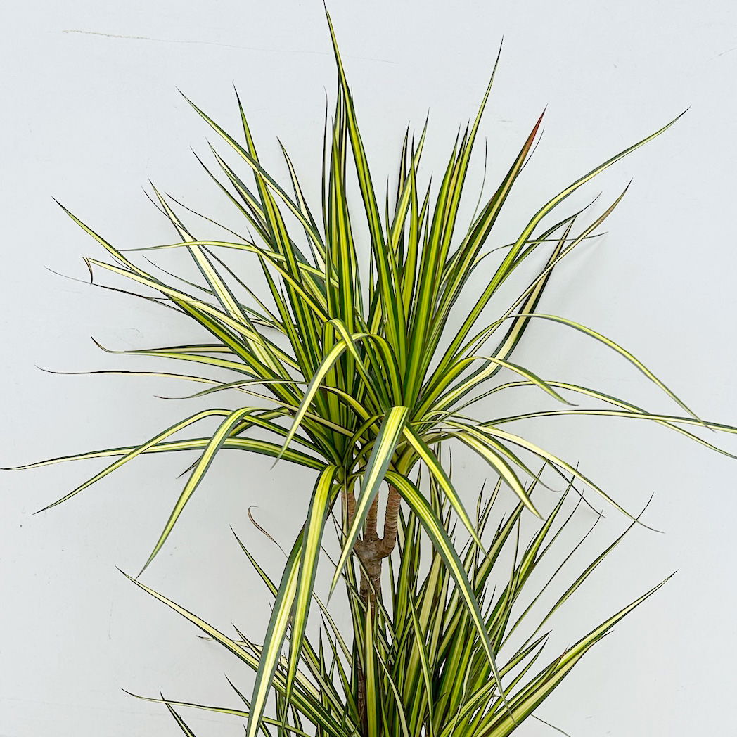 Gerandeter Drachenbaum 'Sunray', 3er-Tuff, Topf-Ø 21 cm, Höhe ca. 90 cm