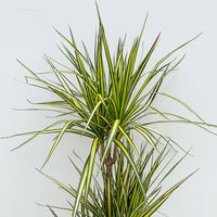 Gerandeter Drachenbaum 'Sunray', 3er-Tuff, Topf-Ø 21 cm, Höhe ca. 90 cm