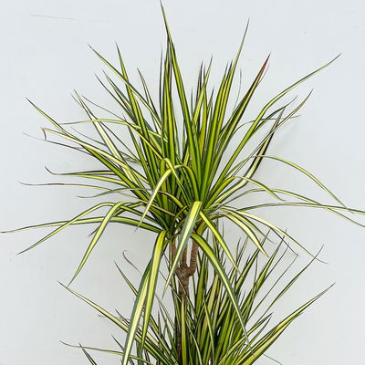 Gerandeter Drachenbaum 'Sunray', 3er-Tuff, Topf-Ø 21 cm, Höhe ca. 90 cm