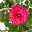 Duftende Edelrose 'Kölle's Rosensymphonie'®, pink, Doppelbogen, Topf 7,5 Liter