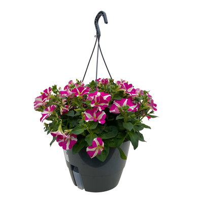 Petunie 'Amore® Pink Hearts', pink-weiß, hängend, Ampeltopf-Ø 27 cm