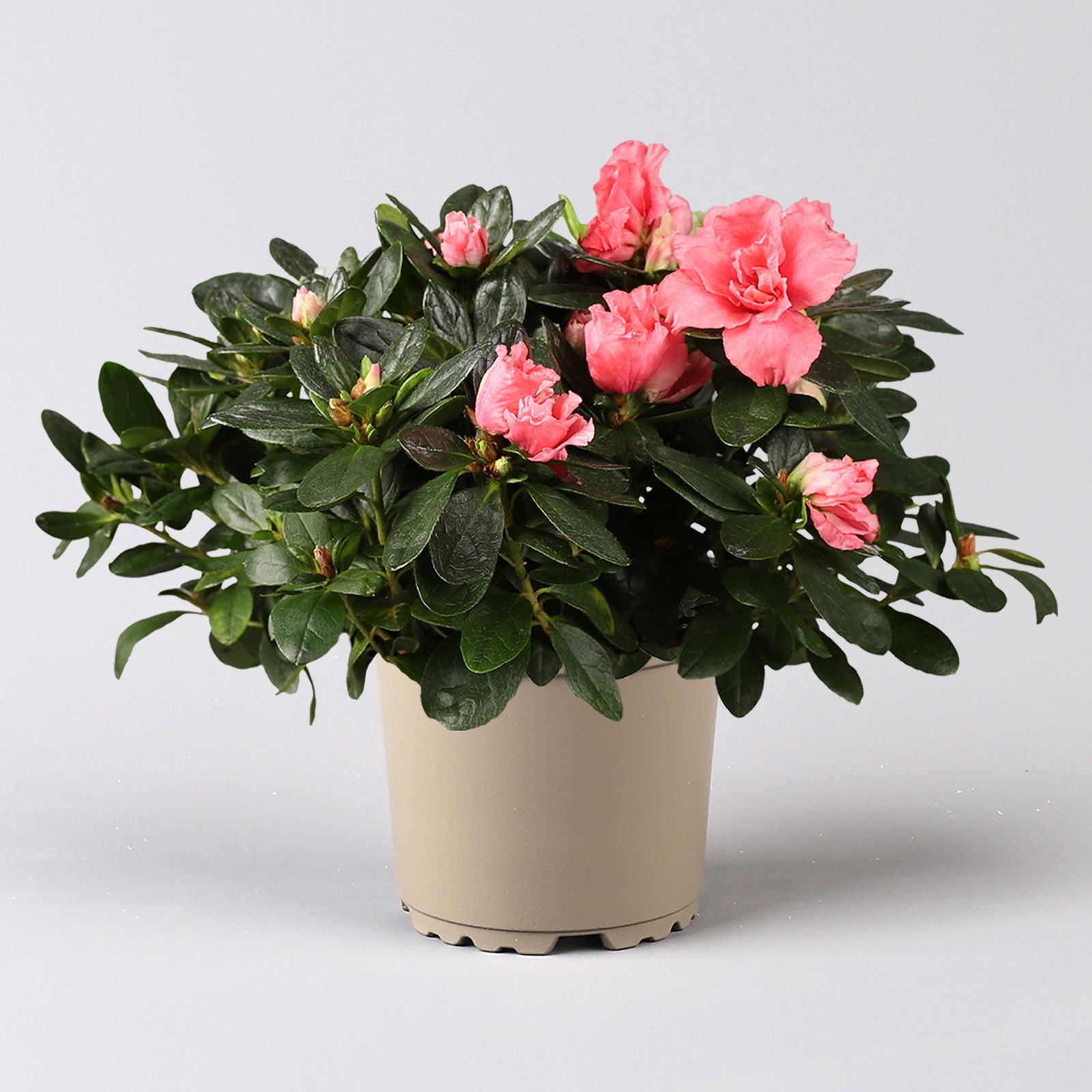 Azalee, Lachstöne, gefüllt, Topf-Ø 12 cm, 3er-Set