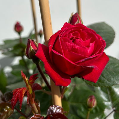 Beetrose 'Kompass'®, rot, Doppelbogen, Topf 10 Liter Beetrose 'Kompass'®, rot, Doppelbogen, Topf 10 Liter