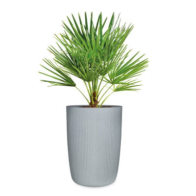 Scheurich Pflanzgefäß 'Linetto', grau, ca. Ø 39 x H 54 cm