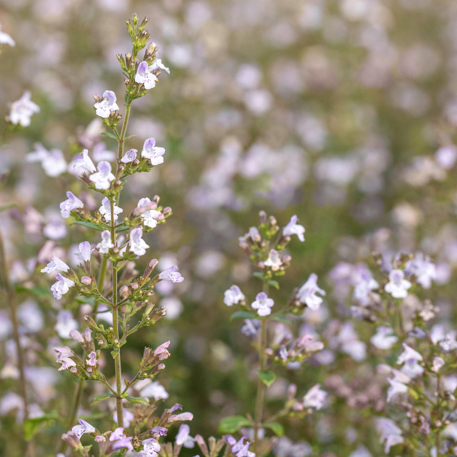 Bio Bergminze, blauviolett, Topf 11x11 cm, 3 Pflanzen Bio Bergminze, blauviolett, Topf 11x11 cm, 3 Pflanzen