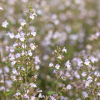 Bio Bergminze, blauviolett, Topf 11x11 cm, 3 Pflanzen Bio Bergminze, blauviolett, Topf 11x11 cm, 3 Pflanzen