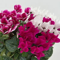 Alpenveilchen 'Trio', lila, weiß & lila-weiß, Topf-Ø 13 cm, 6 Pflanzen Alpenveilchen 'Trio', lila, weiß & lila-weiß, Topf-Ø 13 cm, 6 Pflanzen