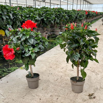 Hibiskus, rot, Stamm, Topf-Ø 17 cm, Höhe ca. 70cm