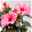 Hibiskus HibisQs® 'Juno Pink' dunkelpink, Topf-Ø 13 cm, 2er-Set