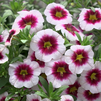 Zauberglöckchen 'Panna Cotta', pink-weiß, Topf-Ø 13 cm, 6 Pflanzen Zauberglöckchen 'Panna Cotta', pink-weiß, Topf-Ø 13 cm, 6 Pflanzen