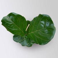 Geigenfeige im Korb Osaka, Topf-Ø 17 cm, Höhe ca. 45-65 cm