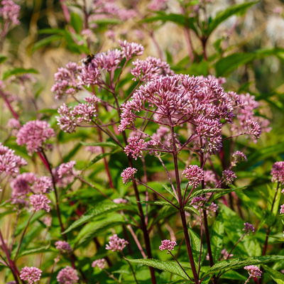 Wasserdost 'Augustrubin', weinrot, Topf 11x11 cm, 3 Pflanzen