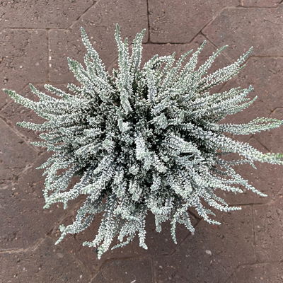 Knospenheide 'Picasso', blau & weiß gefärbt, Topf-Ø 12 cm, 6 Pflanzen Knospenheide 'Picasso', blau & weiß gefärbt, Topf-Ø 12 cm, 6 Pflanzen