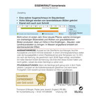 Thompson & Morgan Eisenkraut bonariensis