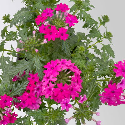 Eisenkraut pink, Topf-Ø 12 cm, 6 Stück