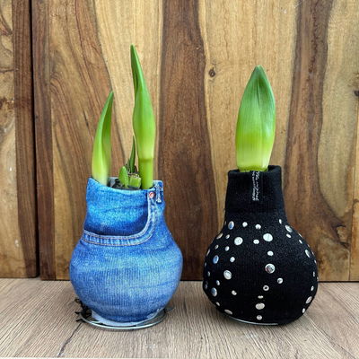 Amaryllis in Wachs, Dekor 'Pullover Streetlife', Farbe zufällig, Blüte rot