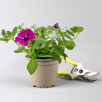 Sommerblumen-Mix, nach Verfügbarkeit, Topf-Ø 13 cm, 3 Pflanzen