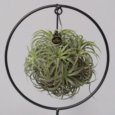 Tillandsia 'Magic Ball' in rundem Metallgestell, 17cm Ø Tillandsia 'Magic Ball' in rundem Metallgestell, 17cm Ø