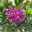 Kreuzblume, rosa-violett, Busch, Höhe ca. 40 cm, Topf-Ø 19 cm