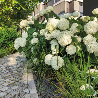 Bellissa Hortensienstütze 'ANNABELLE', 2er-Set, grün, H80 x L75 x L72 cm Bellissa Hortensienstütze 'ANNABELLE', 2er-Set, grün, H80 x L75 x L72 cm