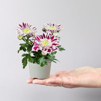 Chrysantheme Mini 'Fabula Pink'pink-weiß, Topf-Ø 7cm, 8 Stück