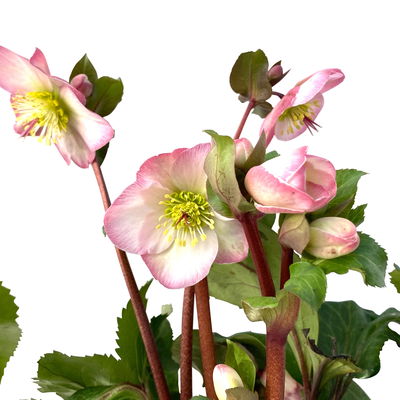 Helleborus 'Cheryl's Shine' rosa, Topf-Ø 15 cm Helleborus 'Cheryl's Shine' rosa, Topf-Ø 15 cm