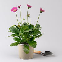 Gerbera 'Garvinea® Rosa', Topf-Ø 19 cm